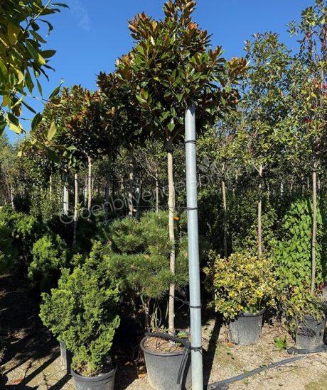  Magnolia grandiflora 'Little Gem' hoogstam kopen