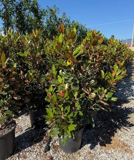 Magnolia grandiflora 'Little Gem' struik kopen