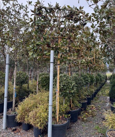 Groenblijvende tulpenboom leiboom kopen Magnolia grandiflora 'Gallisoniensis'