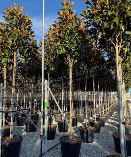 Groenblijvende tulpenboom hoogstam Magnolia grandiflora 'Gallisoniensis'