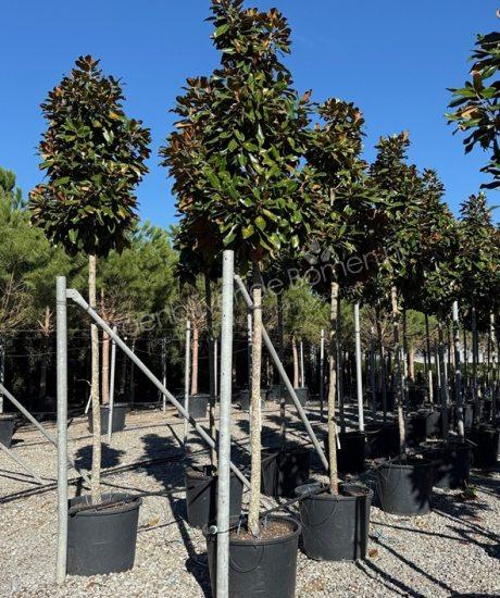 Magnolia grandiflora 'Goliath' hoogstam groenblijvende tulpenboom