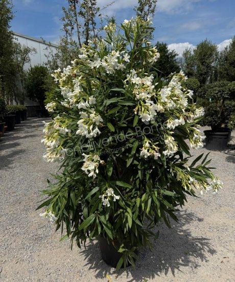 Nerium oleander kopen oleander