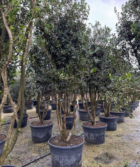 Osmanthus aquifolium meerstammig kopen schijnhulst