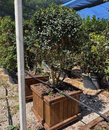 Osmanthus burkwoodii meerstammig kopen schijnhulst