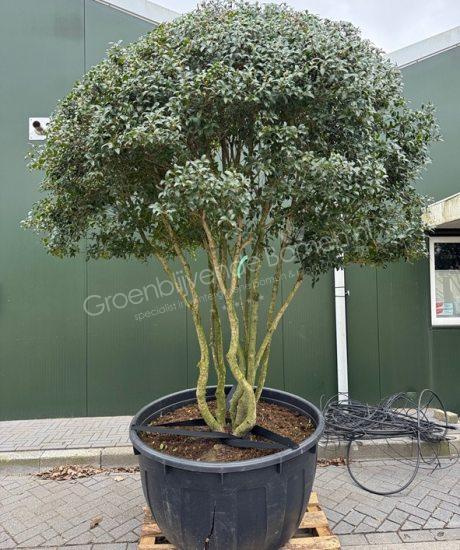 Schijnhulst meerstammig kopen Osmanthus burkwoodii