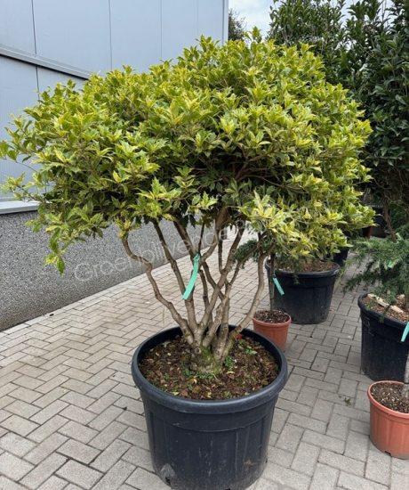 Osmanthus heterophyllus 'Goshiki' meerstammig kopen schijnhulst