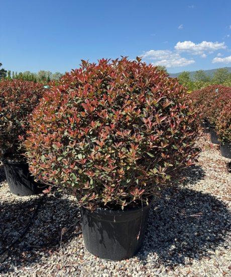 Photinia fraseri 'Robusta Compacta' bol kopen glansmispel