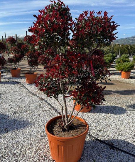 Glansmispel bonsai Photinia fraseri 'Robusta Compacta' 