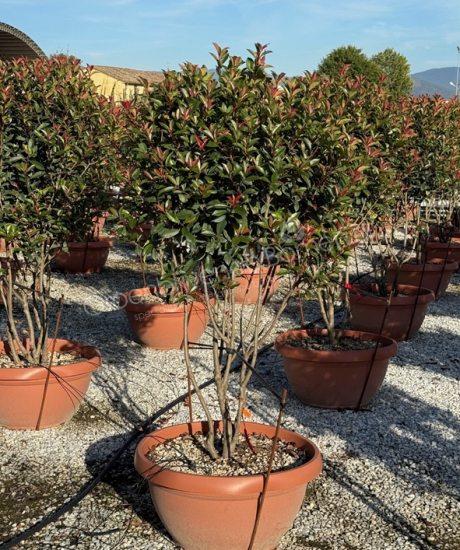 Glansmispel meerstammig Photinia fraseri 'Robusta Compacta' 