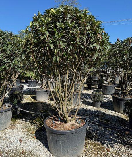 Photinia fraseri 'Crunchy' meerstammig kopen