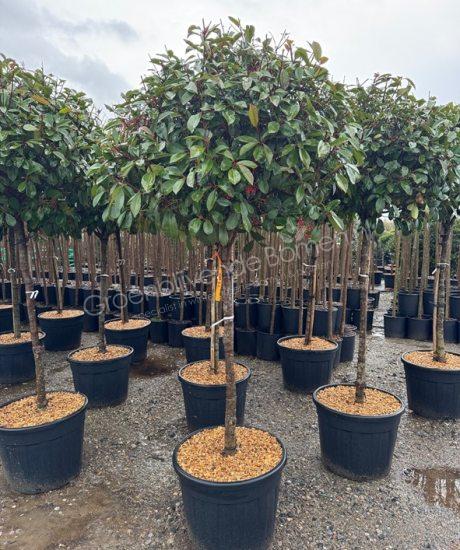 Glansmispel Halfstam Photinia fraseri 'Red Robin'