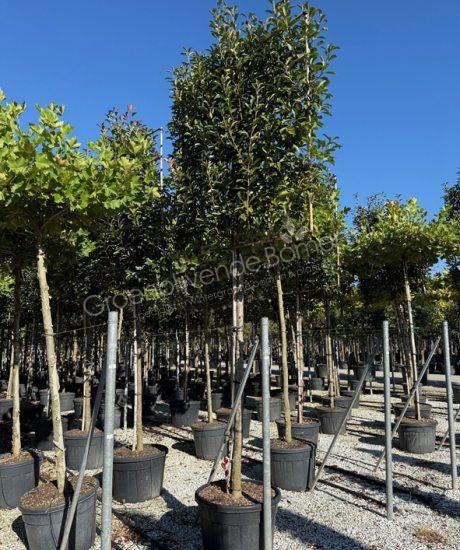 Photinia fraseri 'Red Robin' leiboom glansmispel