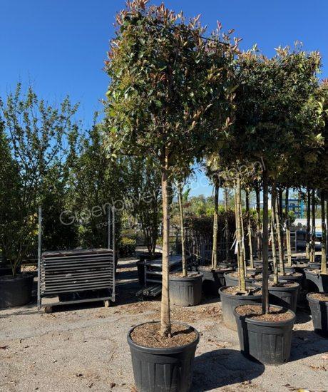 Photinia fraseri 'Red Robin' hoogstam met kubuskroon glansmispel