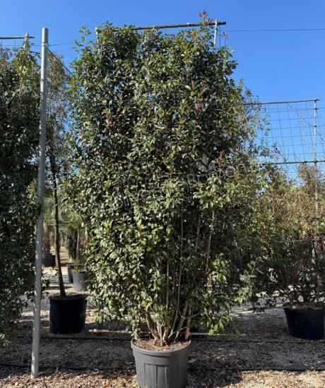 Glansmispel leischerm Photinia fraseri 'Red Robin'