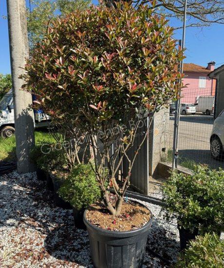 Glansmispel meerstammig Photinia fraseri 'Robusta Compacta' 
