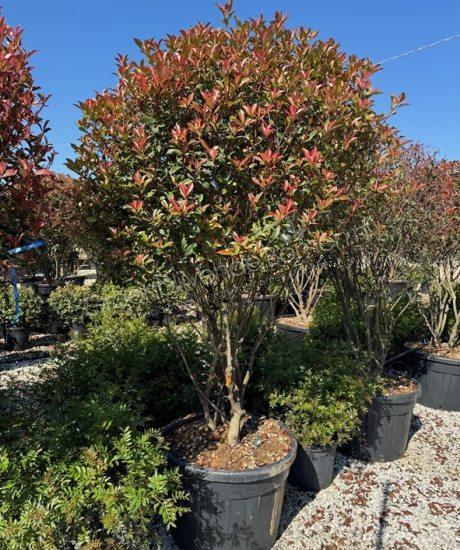 Photinia fraseri 'Robusta Compacta' meerstammig kopen glansmispel