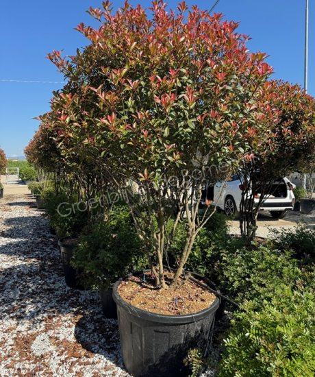 Glansmispel meerstammig kopen Photinia fraseri 'Robusta Compacta' 