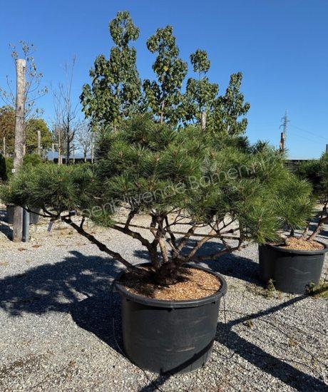 Pinus nigra 'Bambino' meerstammig kopen