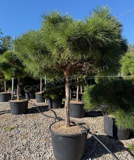 Pinus brepo 'Pierrick Bregeon' halfstam kopen Bolvormmige den