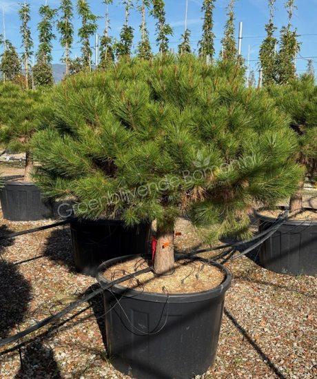 Pinus densiflora 'Alice Verkade'