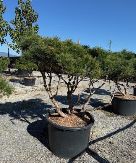Pinus brepo 'Pierrick Bregeon' meerstam kopen Bolvormige den