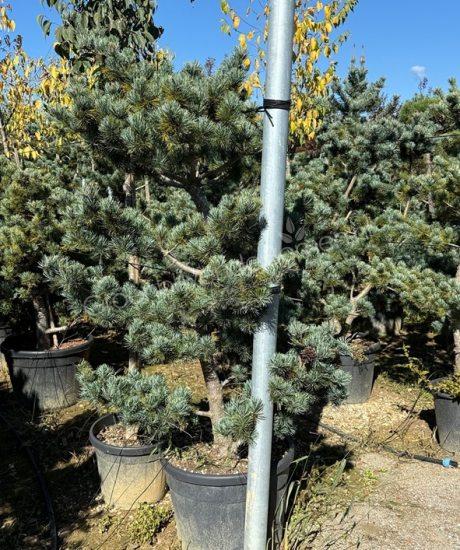 Pinus parviflora pentaphylla 'Glauca' bonsai kopen