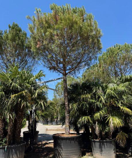 Parasolden kopen Pinus pinea