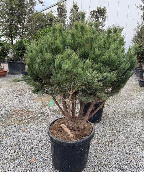 Pinus sylvestris 'Watereri' meerstammig kopen