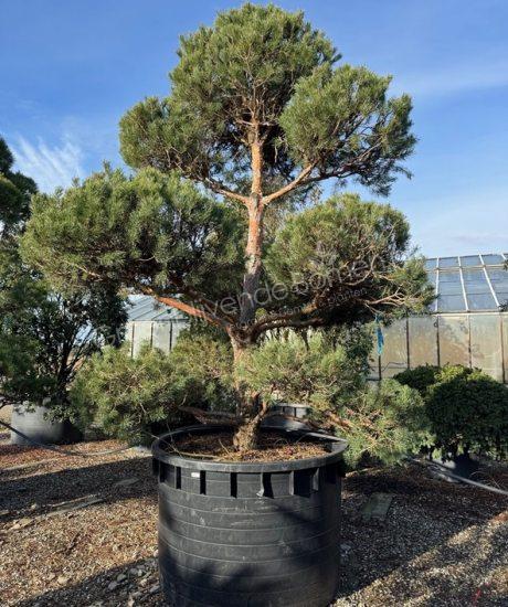 Pinus sylvestris bonsai kopen
