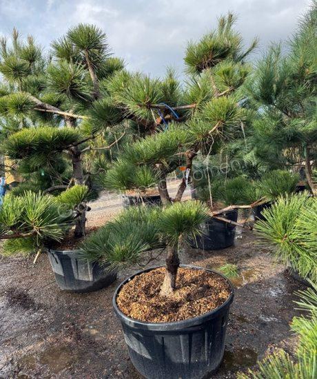 Pinus thunbergii 'Thunderhead' bonsai kopen