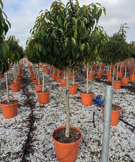 Portugese laurier kopen Prunus lusitanica 'Angustifolia'