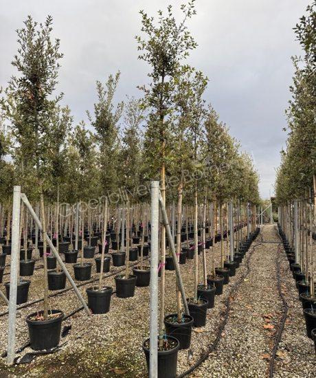 Steeneik hoogstam Quercus Ilex