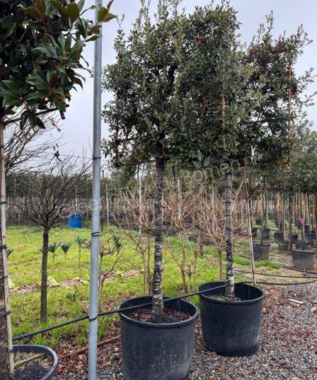 Steeneik leiboom kopen Quercus ilex