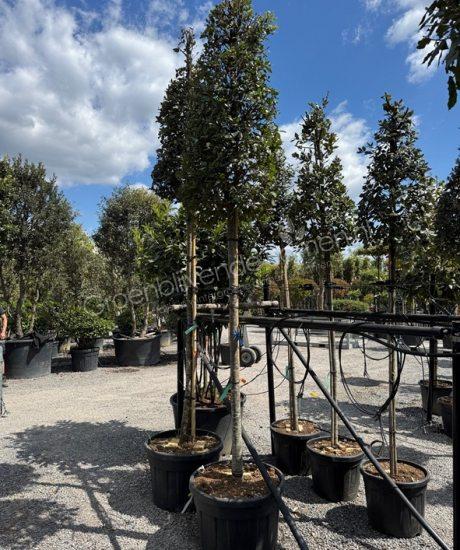 Steeneik hoogstam Quercus Ilex