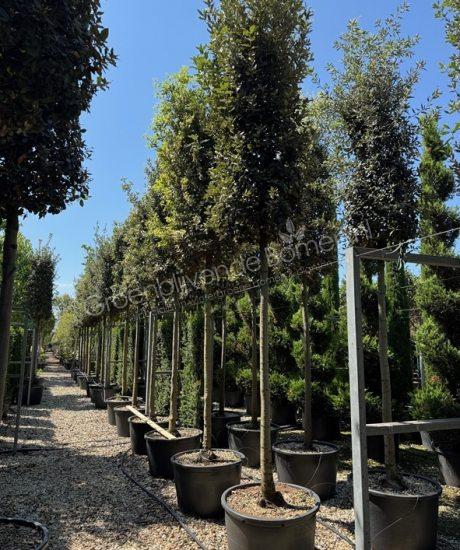 Quercus Ilex cilinderkroon Steeneik