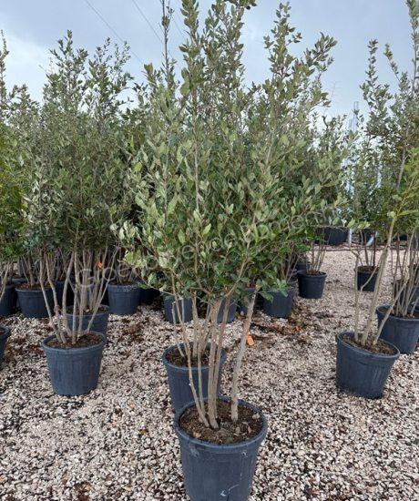 Steeneik meerstammig Quercus Ilex