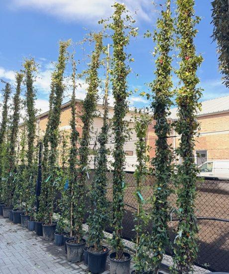 Toscaanse jasmijn kopen Trachelospermum jasminoides