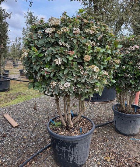 Viburnum tinus meerstammig kopen sneeuwbal