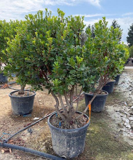 Arbutus unedo meerstammig kopen aardbeienboom