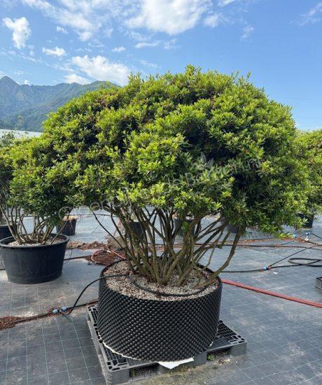 Azalea japonica meerstammig kopen