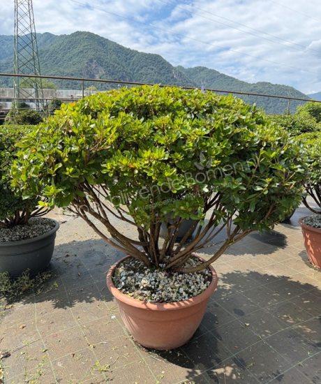 Azalea japonica meerstammig kopen
