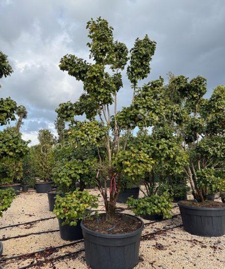 Camellia japonica bonsai kopen