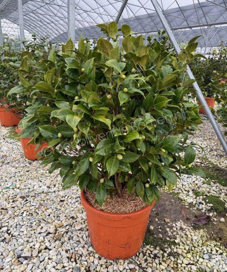 Camellia japonica struik kopen