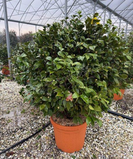 Camellia japonica struik kopen