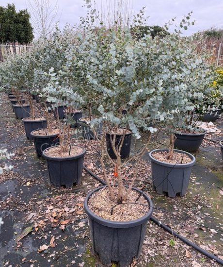 Eucalyptus gunnii 'Azura' meerstammig kopen Eucalyptus
