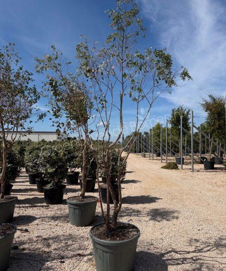 Eucalyptus meerstammig kopen Eucalyptus gunnii 'Azura'