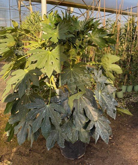 Fatsia japonica vingerplant kopen