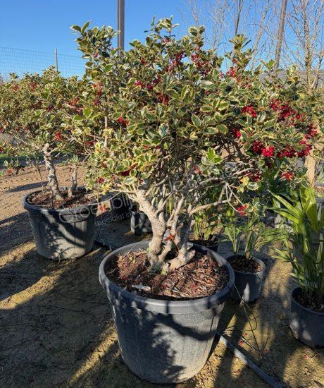 Ilex aquifolium 'Variegatum' meerstammig kopen bonte hulst