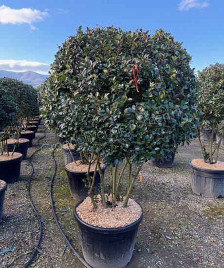 Ilex meserveae 'Blue Prince' meerstammig kopen