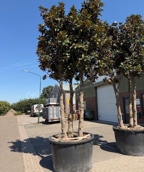 Groenblijvende tulpenboom meerstammig Magnolia grandiflora 'Goliath'